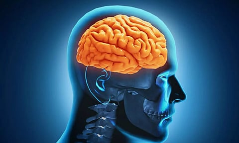 மூளை ஏன் முக்கிய உறுப்பாக கருதப்படுகிறது?