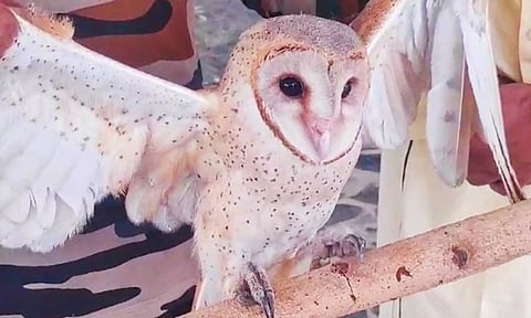 சத்தியமங்கலத்தில் அரியவகை ஆந்தையை மீட்ட வனத்துறை