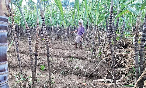 திருவையாறு பகுதிகளில் பூச்சி தாக்குதலால் பெருமளவில் பாதிக்கப்பட்ட பொங்கல் கரும்புகள்- விவசாயிகள் வேதனை