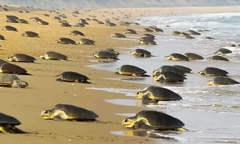 எண்ணெய் கசிவால் ஆமைகளுக்கு பாதிப்பு இல்லை- ஆய்வில் தகவல்