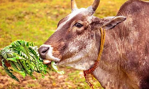 பசுவுக்கு  அகத்தி கீரை கொடுப்பதன்  பலன்  என்ன?