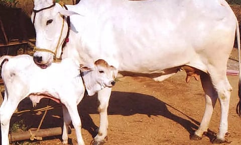 பசு தரும் நன்மைகள்