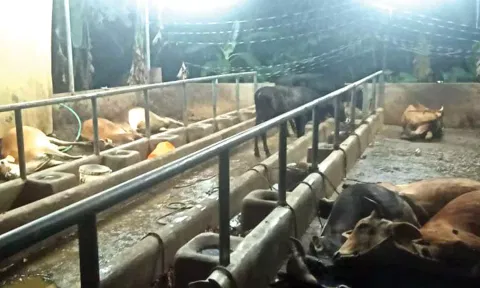 விவசாயத்தில் ஈடுபட்டதால் விருது பெற்ற மாணவர் வளர்த்து வந்த 13 மாடுகள் பரிதாப பலி