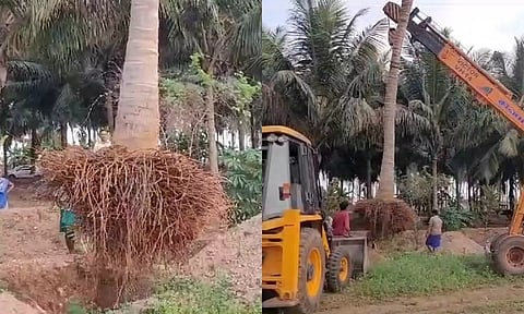 35 தென்னை மரங்களை மாற்று இடத்தில் நடவு செய்து அசத்திய விவசாயி