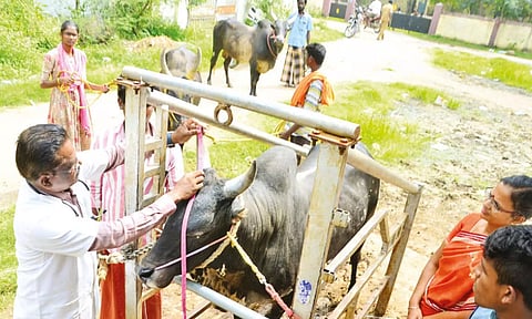 ஜல்லிக்கட்டு போட்டியில் கலந்து கொள்ளும் காளைகளுக்கு மதுரை விளாச்சேரியில் மருத்துவக்குழுவினர் பரிசோதனை செய்தபோது எடுத்த படம்.