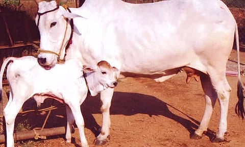 பெற்ற தாய்க்கு ஈடாக கருதப்படும் பசு
