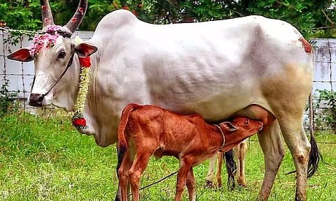 உயிர்ப்பாலாகும் பசும்பால்