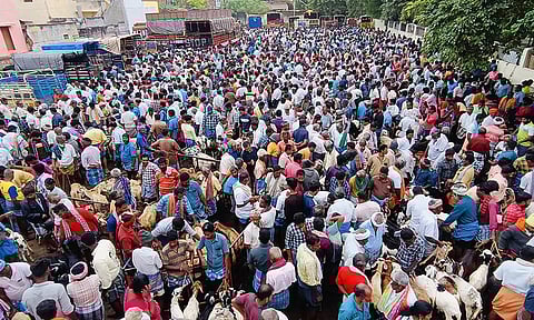 திருமங்கலம் ஆட்டுச்சந்தையில் கூடிய வியாபாரிகள் மற்றும் பொதுமக்கள் கூட்டத்தை படத்தில் காணலாம்.