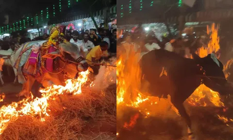 வைக்கோலில் தீ பற்றவைத்து மாடுகளை ஓடவிட்ட காட்சி.