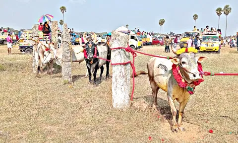 மஞ்சு விரட்டில் துள்ளிக்குதித்த காளைகளை அடக்க வீரர்கள் போட்டி