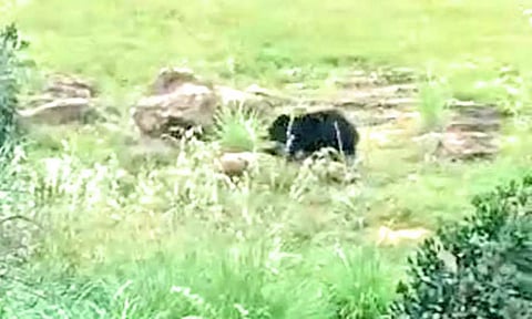 ஊருக்குள் உலா வரும் கரடியால் பொதுமக்கள் அச்சம்