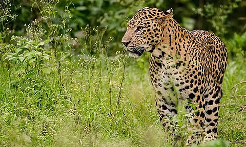 ஊருக்குள் புகுந்த சிறுத்தை: பொதுமக்கள் அச்சம்