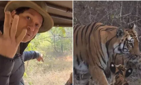 3 தலைமுறை புலிகுட்டிகளை பார்த்த சச்சின் தெண்டுல்கர்