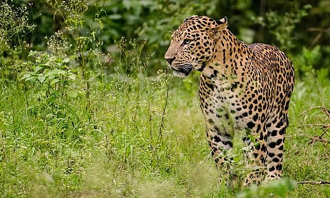 மயிலாடுதுறையில் மீண்டும் சிறுத்தையா? நேரில் பார்த்ததாக தொழிலாளி அளித்த தகவலால் பரபரப்பு