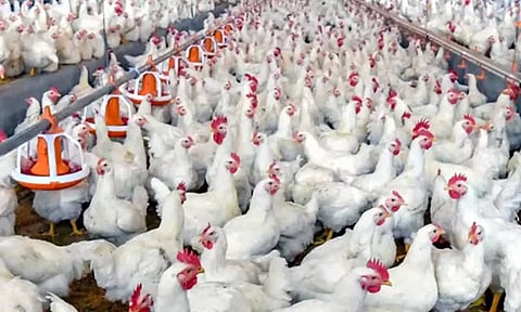 நாமக்கல் மண்டலத்தில் 10 நாட்களில் கறிக்கோழி விலை கிலோவுக்கு 25 ரூபாய் உயர்வு