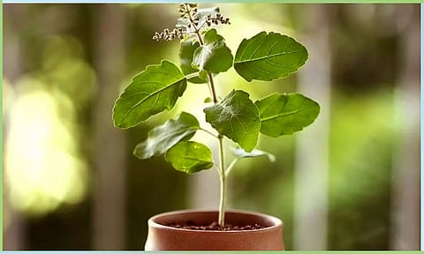 துளசி  கூறும்  வழிபாட்டு  பலன்கள்