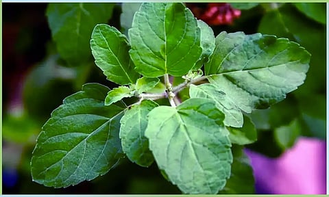 துளசியின் மகிமையும், மகத்துவமும்