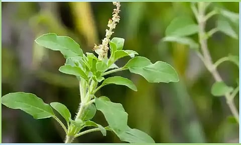 காதுக்கு பின்னால் துளசி  இலையை வைப்பது ஏன்?