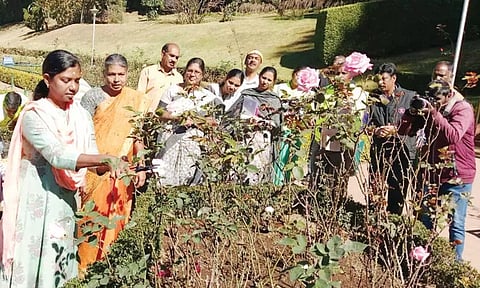 கோடை சீசனுக்காக ஊட்டி ரோஜா பூங்காவில் கவாத்து பணி தொடக்கம்