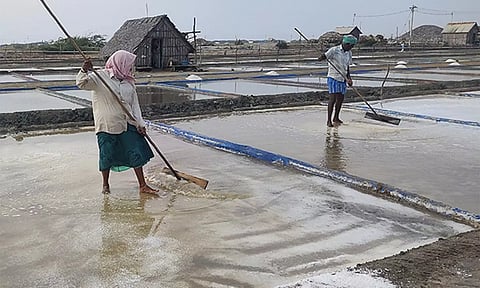 வேதாரண்யத்தில் மீண்டும் உப்பு உற்பத்தி தொடங்கியது