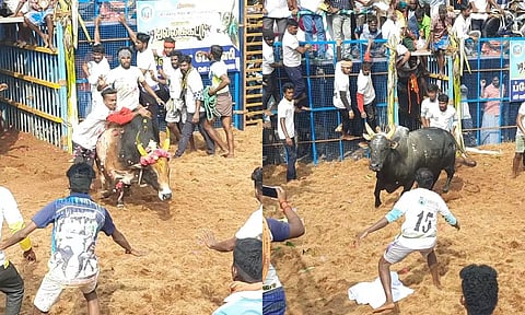 தீரம்பட்டி ஜல்லிக்கட்டில் சீறிப்பாய்ந்த காளைகள்: மல்லுக்கட்டிய வீரர்கள்