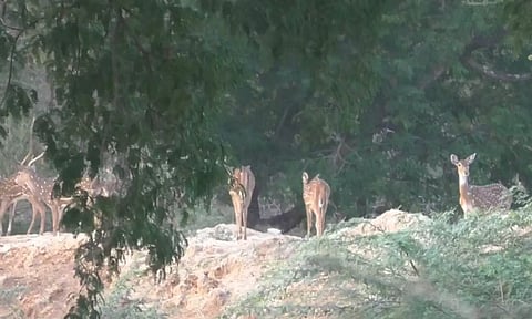 அரூர் வனப் பகுதியில் குளத்தில் தண்ணீர் குடிக்க கூட்டமாக வரும் புள்ளி மான்கள்