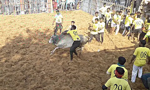 ஜல்லிக்கட்டு போட்டியில் சீறிப்பாய்ந்த காளைகளுடன் மல்லுகட்டிய வீரர்கள்