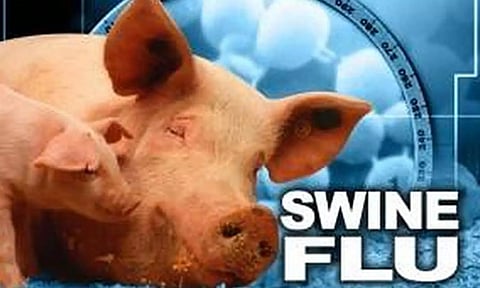 ஆலப்புழாவில் ஆப்பிரிக்க பன்றிக்காய்ச்சல் பரவல்