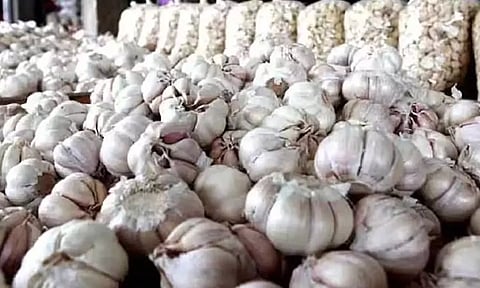 வட மாநிலங்களில் விளைச்சல் குறைந்ததால் பூண்டு விலை 500 ரூபாயாக உயர்வு