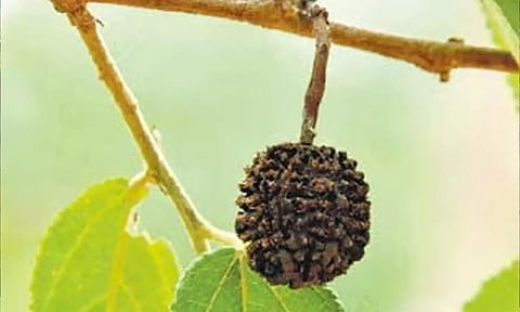 ருத்ராட்சம்  மரம்  தோன்றிய இடம்