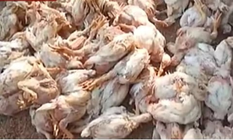 பறவைக்காய்ச்சல் எதிரொலி: 5 மாவட்டங்களுக்கு அலர்ட் விடுத்த சுகாதாரத்துறை