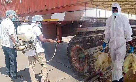 ஆந்திராவில் பறவை காய்ச்சல்: தமிழகத்துக்கு பரவாமல் இருக்க நடவடிக்கை