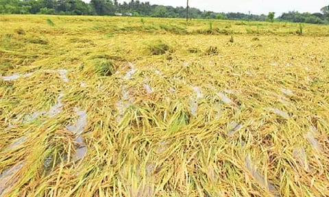 தென் மாவட்டங்களில் மழை வெள்ள பாதிப்பு: 2½ லட்சம் விவசாயிகளுக்கு ரூ.208 கோடி நிவாரணம் அறிவிப்பு