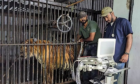 வண்டலூர் பூங்காவில்  வங்கப்புலிக்கு 'திடீர்' உடல்நலக்குறைவு