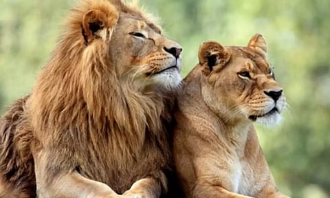 "சீதா கோயிலில் இருக்க வேண்டும், காட்டுக்குள் அல்ல": சீதா சிங்கம் வழக்கில் விஷ்வ இந்து பரிஷத் வாதம்