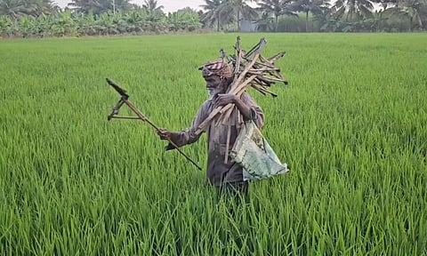 நெல் உற்பத்தியை பாதிக்கும் எலிகளை கிட்டி வைத்து பிடிக்கும் விவசாயிகள்