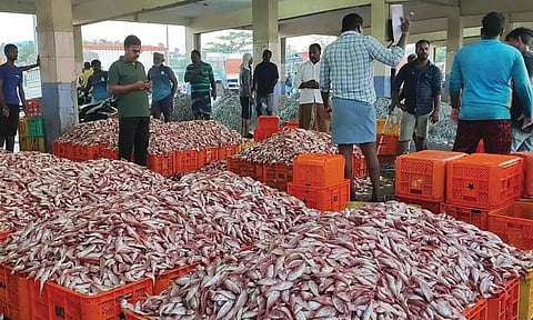 கிளி மீனை காணலாம்