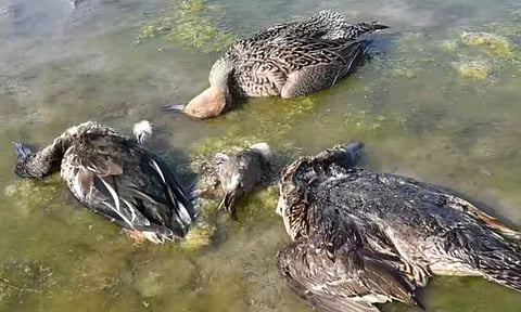 பழவேற்காடு ஏரியில் கழிவுநீர் கலந்ததால் பறவைகள் இறந்தன- பரிசோதனையில் தகவல்