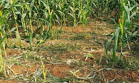 பன்றிகள் சேதப்படுத்தியுள்ள பயிர்களை படத்தில் காணலாம்.