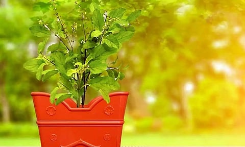 வீடுகளில்  எந்த திசையில்  துளசி மாடம் வைக்கலாம்?