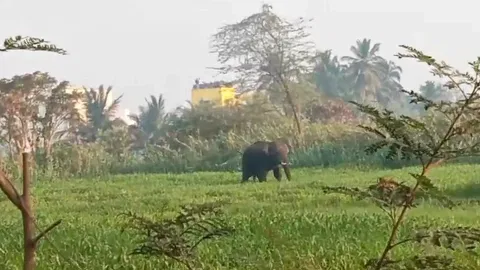 ஒற்றை யானை அட்டகாசம்: வனப்பகுதிக்குள் விரட்ட வனத்துறையினர் தீவிரம்