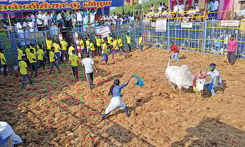 800 காளைகள், 300 வீரர்கள் பங்கேற்ற ஜல்லிக்கட்டு