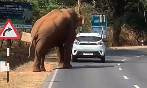 காரை முட்டி வாகன ஓட்டிகளை மிரட்டிய பாகுபலி யானை