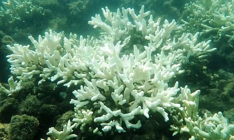 மன்னார் வளைகுடா கடல் பகுதியில் பவளப்பாறைகள் அழியும் அபாயம்