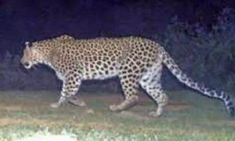 நாகர்கோவில் அருகே குடியிருப்பு பகுதியில் சிறுத்தை நடமாட்டம்- பொதுமக்கள் அச்சம்