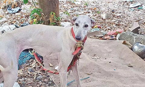 புதுச்சேரியில் கொலை செய்யப்பட்ட சிறுமி வளர்த்த நாய் சாப்பிடாமல் மெலிந்தது