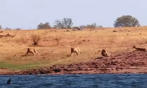 மான்கள் கூட்டத்தை வேட்டையாடும் சிங்கங்கள்