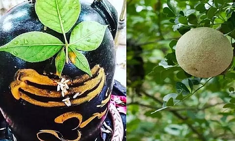 வில்வமும் அதன் மருத்துவ குணங்களும்...!