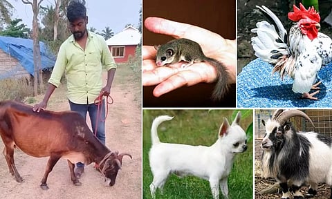 குறைந்த உயரமுள்ள விலங்குகளை வளர்க்கும் ஓவிய ஆசிரியர்