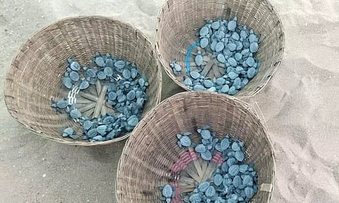 கடந்த 2 நாட்களில் பழவேற்காடு கடலில் 1,121 ஆமை குஞ்சுகள் விடப்பட்டது